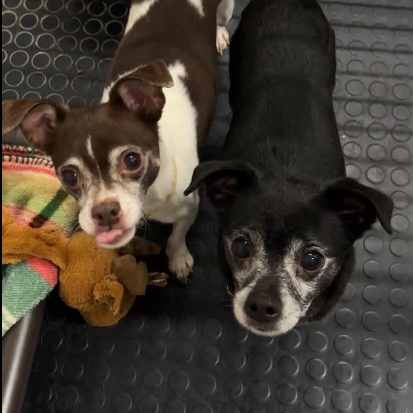 Enlarge Jack- Bonded to Harley, a Adoptable Chihuahua in Hartland, WI image 3/6