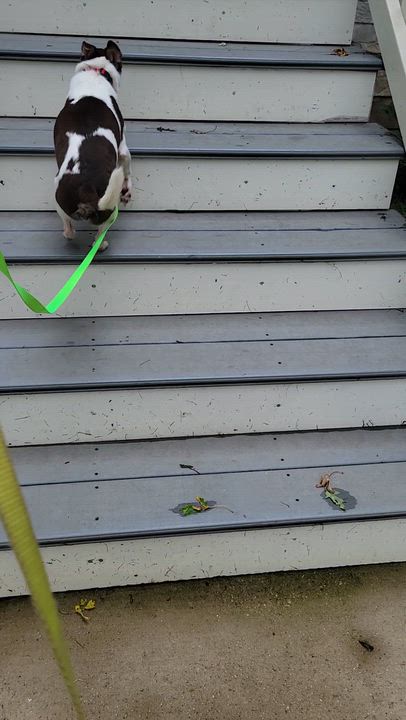 Enlarge Jack- Bonded to Harley, a Adoptable Chihuahua in Hartland, WI video 6/6