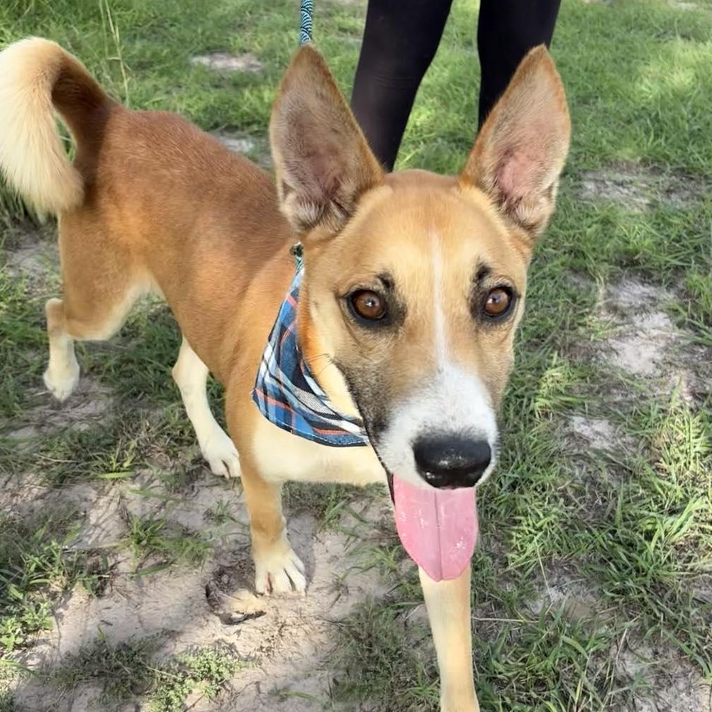 Flako — thumbnail 3