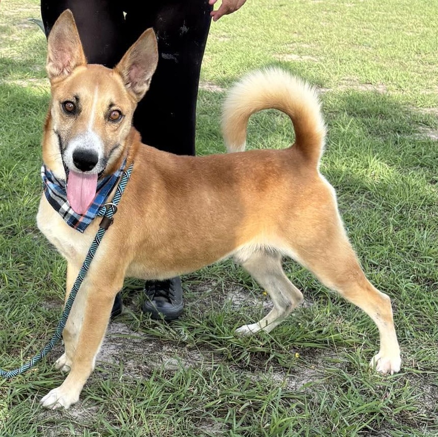 Flako — thumbnail 5