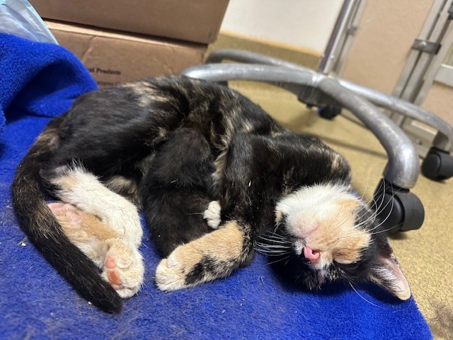 Enlarge Alice Luca, a Adopted Calico in Ambler, PA image 5/5