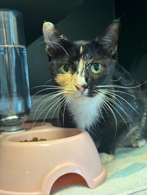 Enlarge Alice Luca, a Adopted Calico in Ambler, PA image 1/5