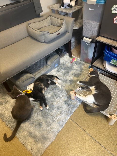 Enlarge Alice Luca, a Adopted Calico in Ambler, PA image 3/5