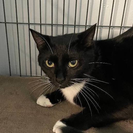 Magic, ADOPTABLE, Young Female Domestic Short Hair.