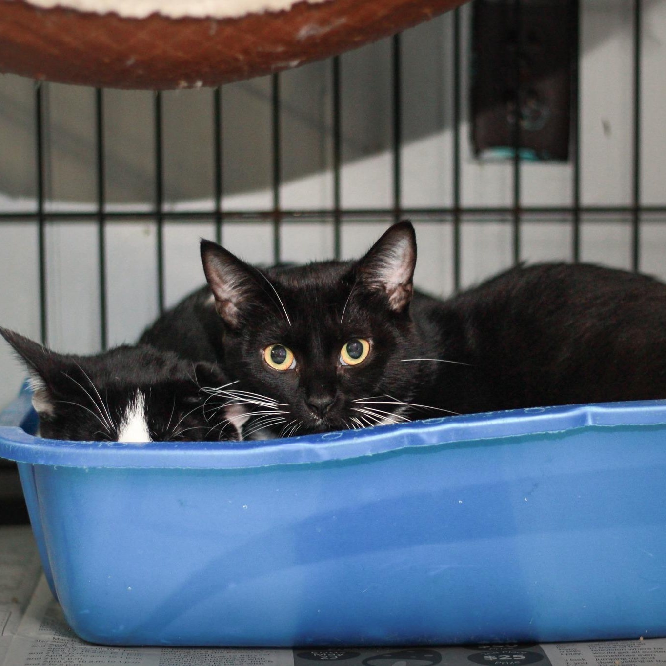 Enlarge Magic, a ADOPTABLE Domestic Short Hair in Spencer, IN image 2/2