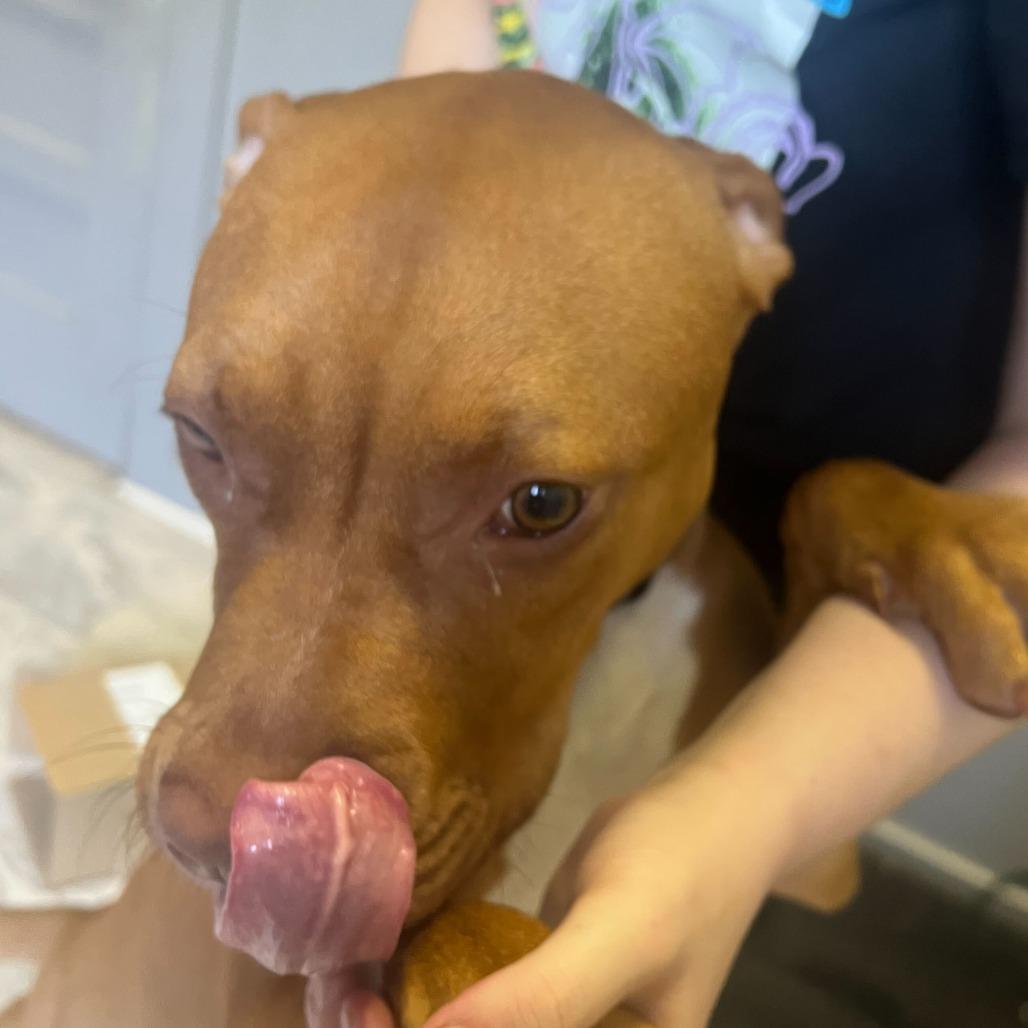 Rosie, Adoptable, Adult Female Mixed Breed.