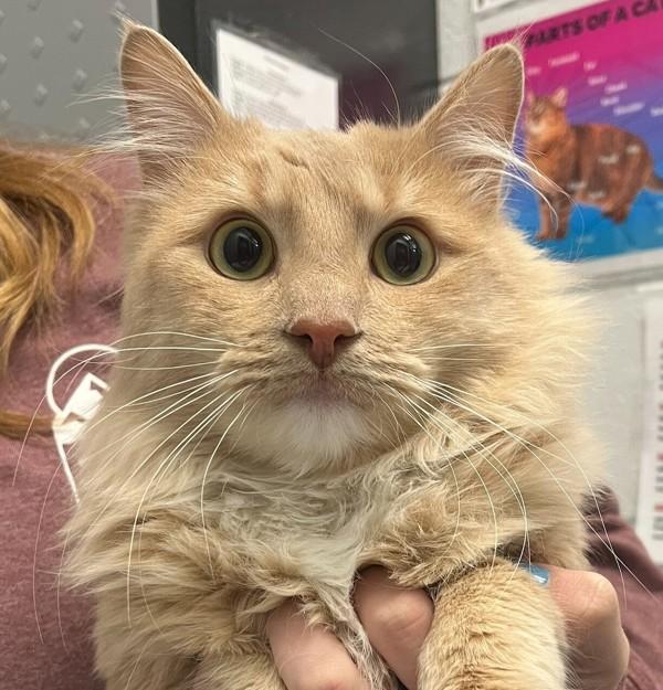 Kenny, Adoptable, Adult Male Domestic Long Hair.