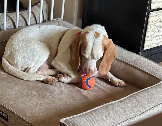 Bumper, Adoptable, Young Male Beagle.