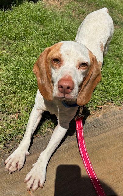 Enlarge Bumper, a Adoptable Beagle in Alpharetta, GA image 2/4