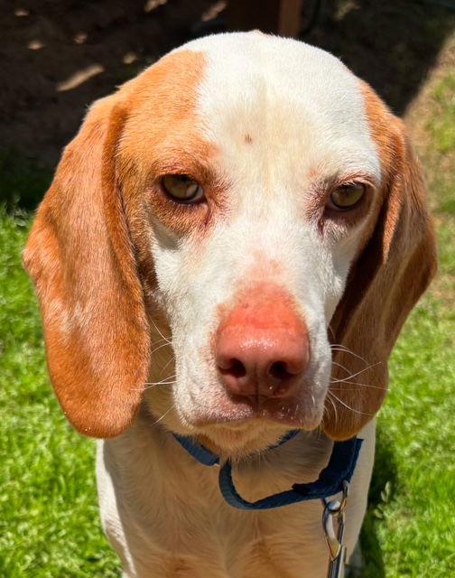 Enlarge Bumper, a Adoptable Beagle in Alpharetta, GA image 3/4