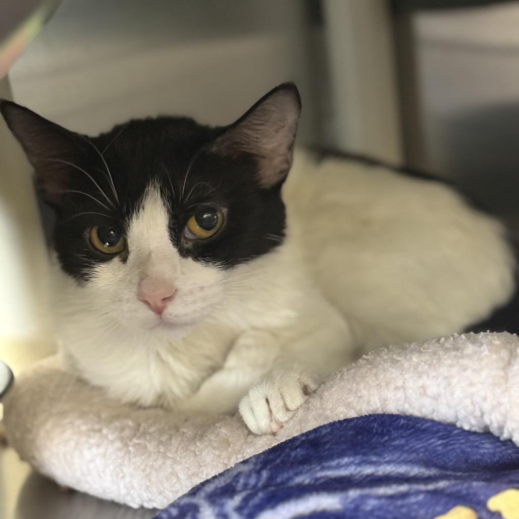 Hei Hei, a Adoptable Domestic Short Hair in Saint Cloud, MN image 1/5