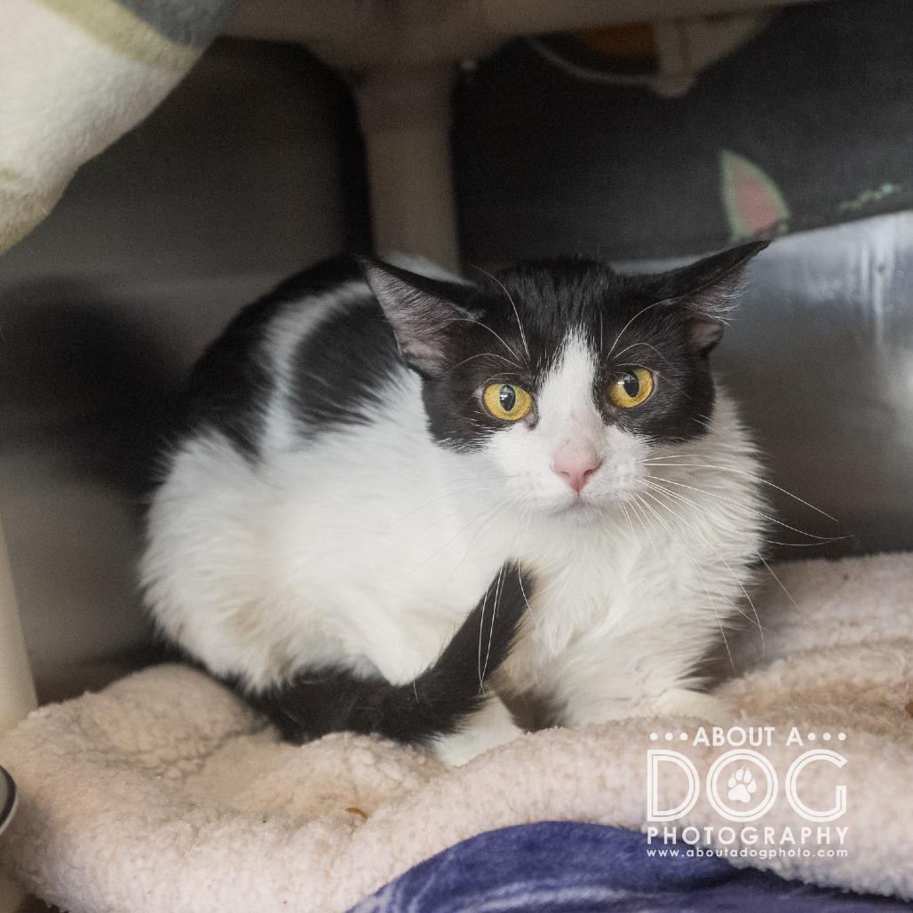Hei Hei, a Adoptable Domestic Short Hair in Saint Cloud, MN image 2/5
