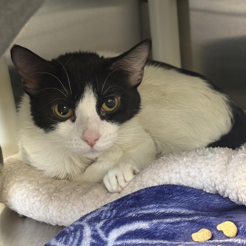 Hei Hei, a Adoptable Domestic Short Hair in Saint Cloud, MN image 3/5