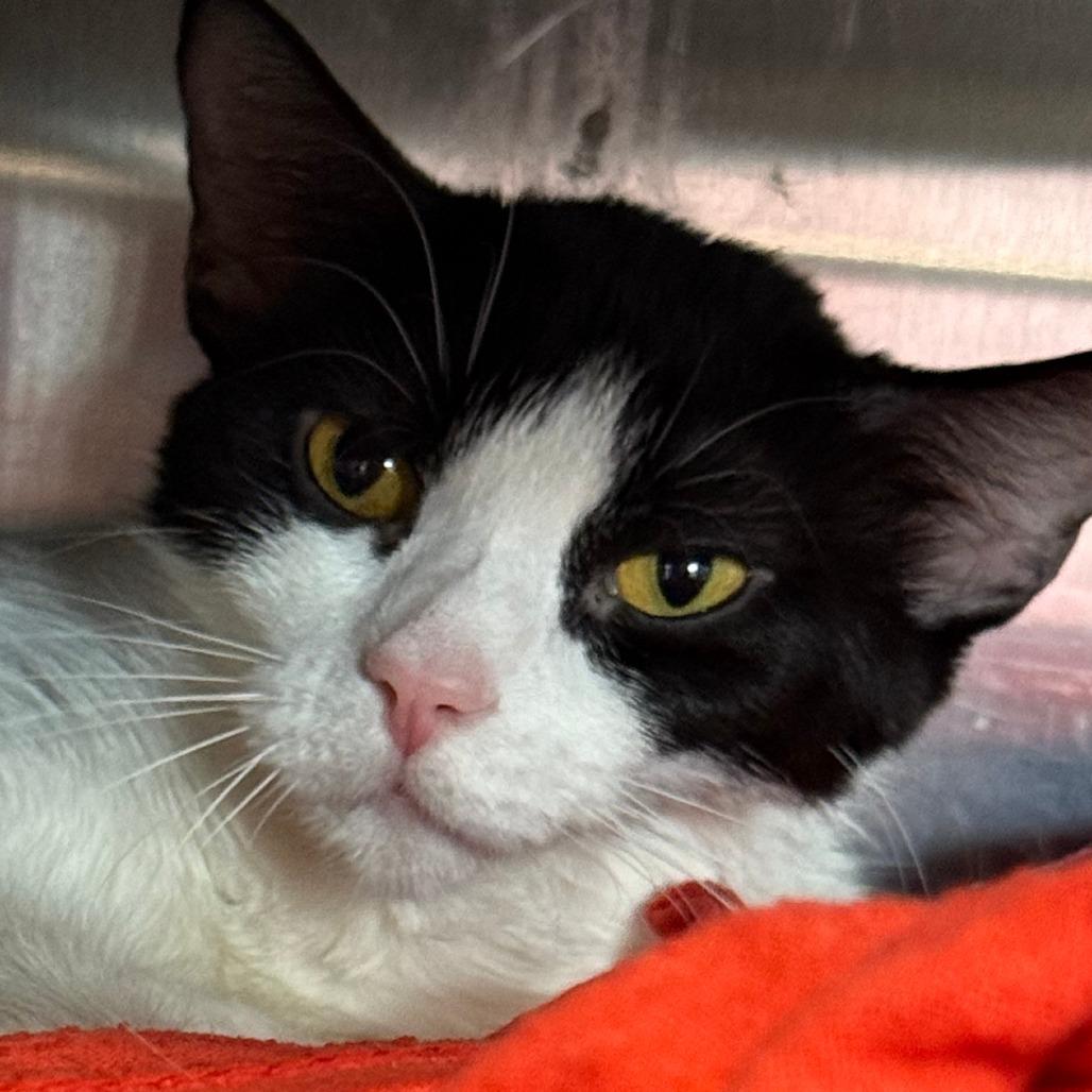 Hei Hei, a Adoptable Domestic Short Hair in Saint Cloud, MN image 4/5