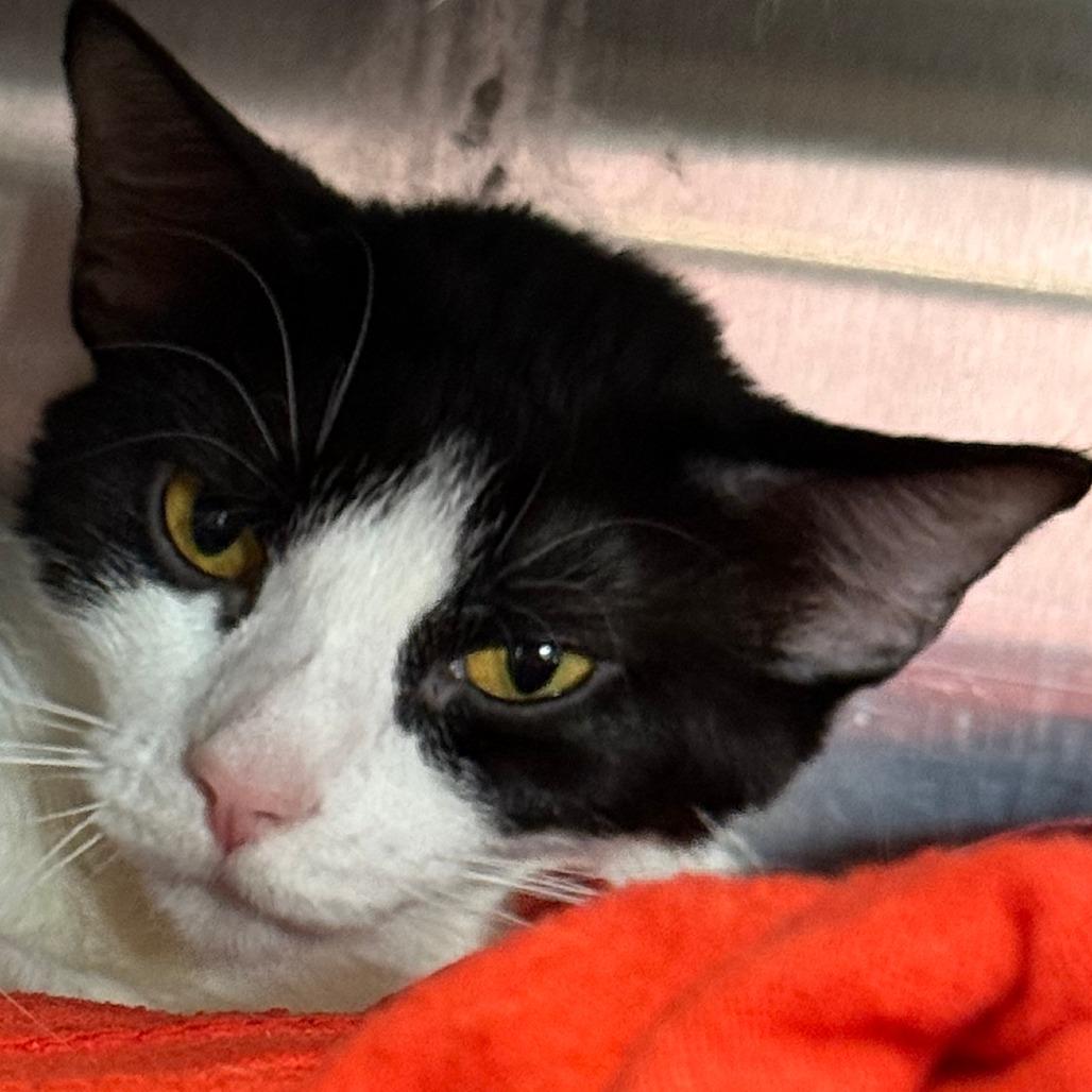 Hei Hei, a Adoptable Domestic Short Hair in Saint Cloud, MN image 5/5