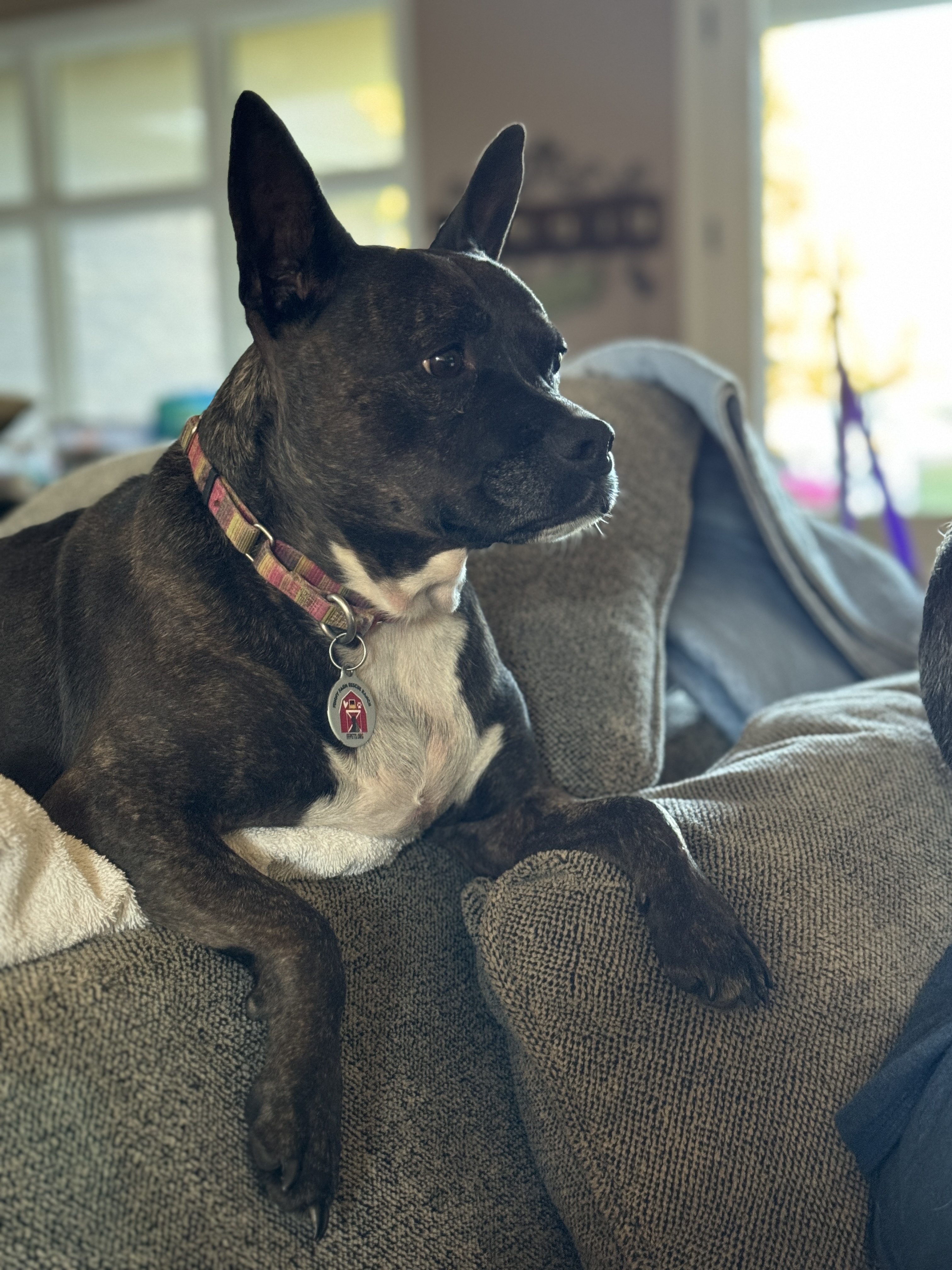 Dog for adoption Monkey, a Boston Terrier & French Bulldog Mix in