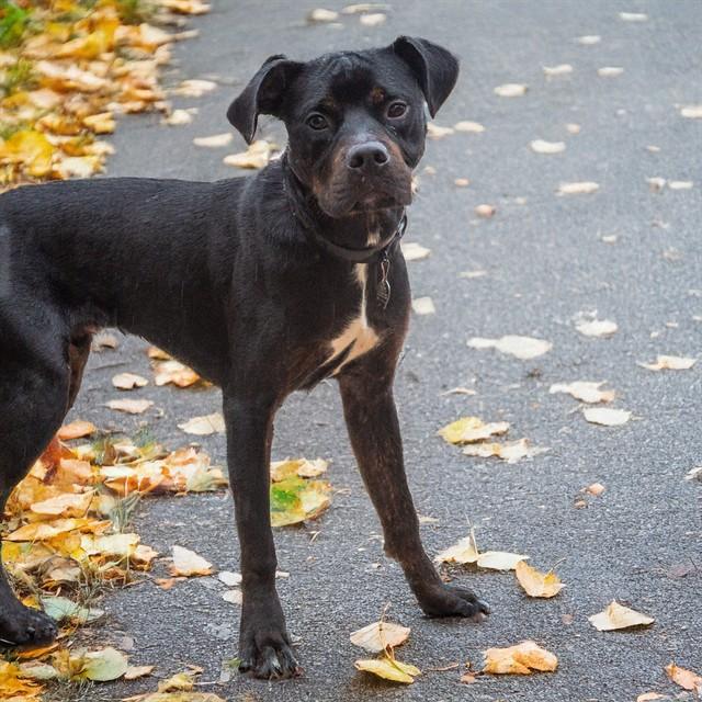 ROSCO, Adoptable, Young Male Rottweiler & Mixed Breed.