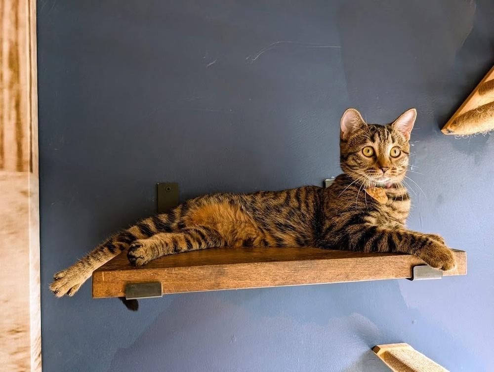 Penny, a Adoptable mixed breed in Lewisburg, PA image 1/5