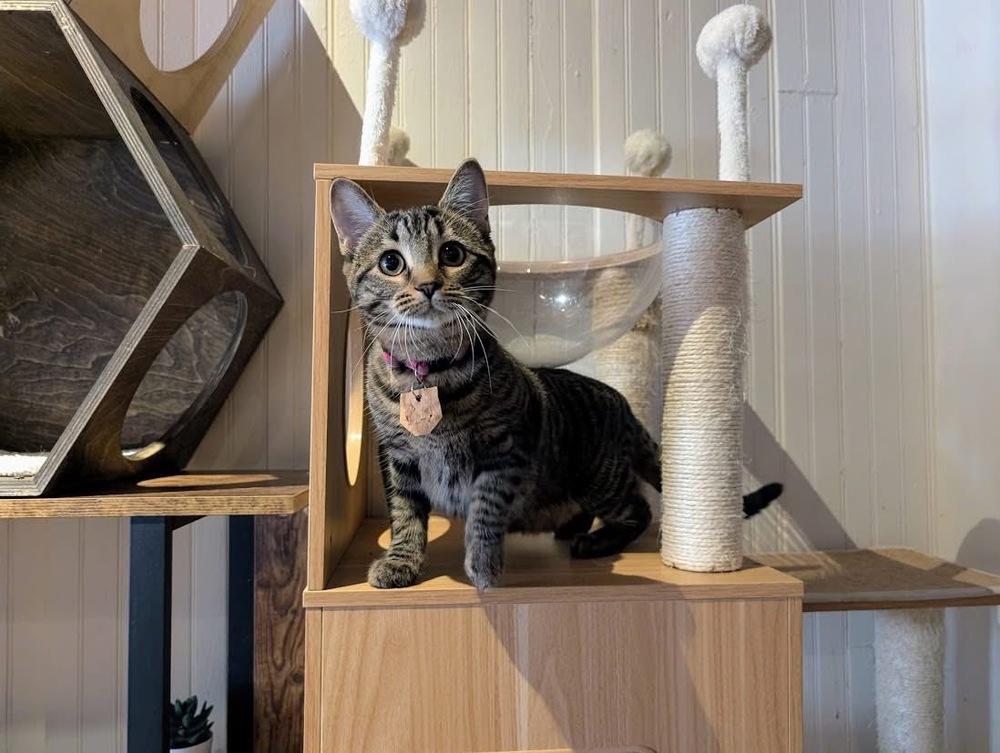 Penny, a Adoptable mixed breed in Lewisburg, PA image 3/5