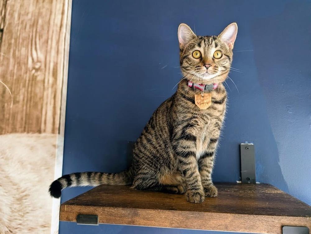 Penny, a Adoptable mixed breed in Lewisburg, PA image 4/5