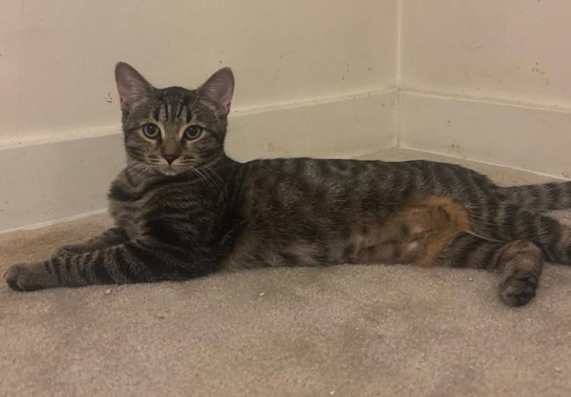 Penny, a Adoptable mixed breed in Lewisburg, PA image 5/5