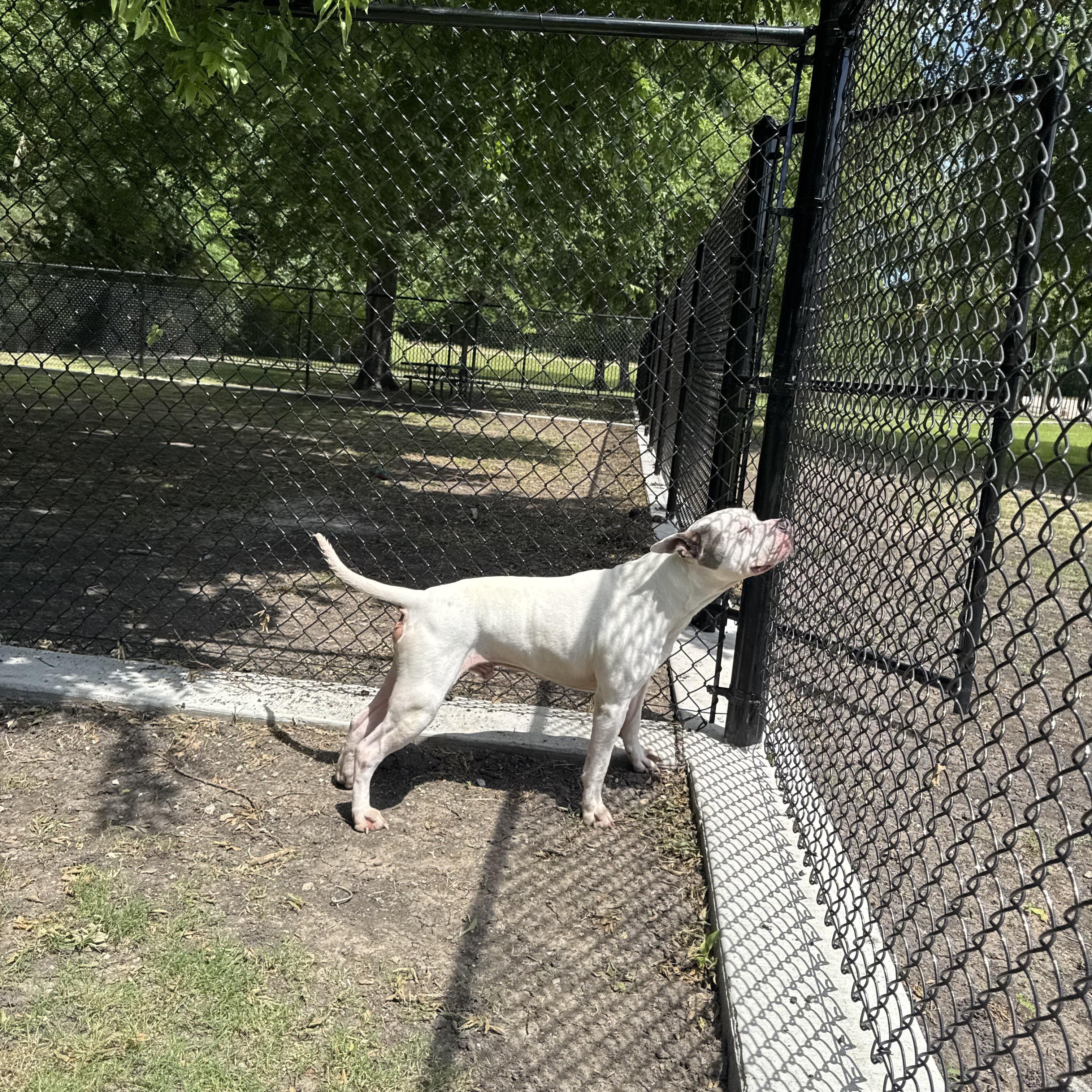 Enlarge Scooter (ID #A2026232), a ADOPTABLE mixed breed in Sherman, TX image 2/5