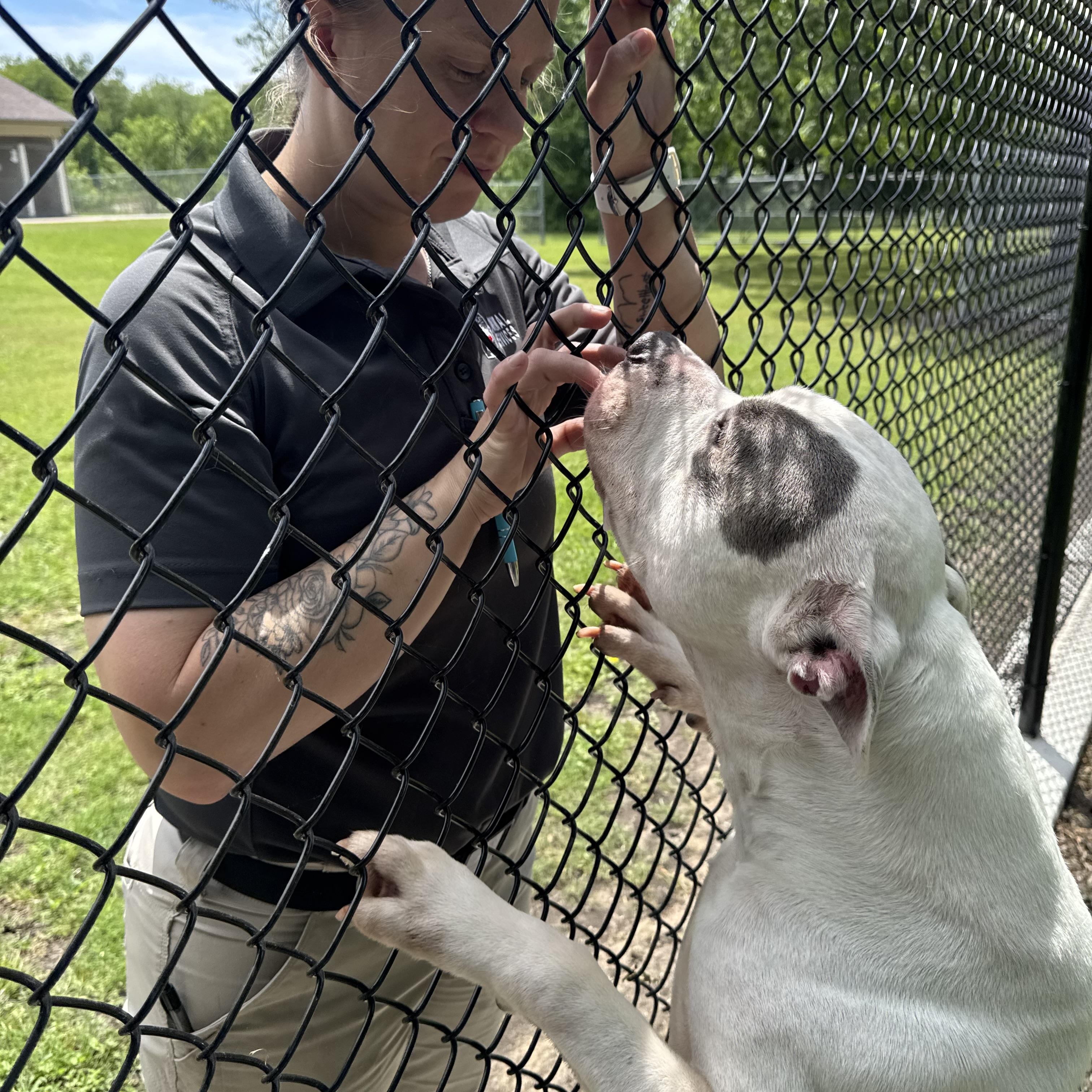 Enlarge Scooter (ID #A2026232), a ADOPTABLE mixed breed in Sherman, TX image 3/5