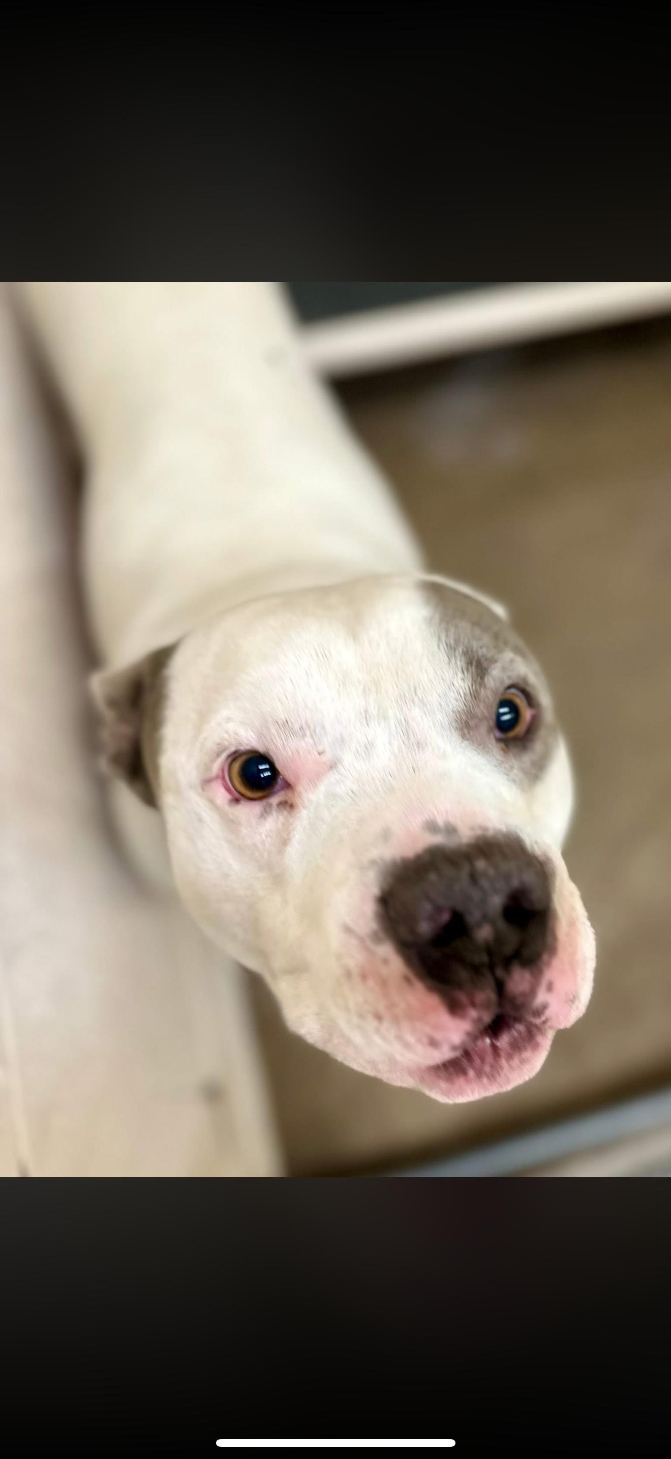 Scooter (ID #A2026232), ADOPTABLE, Adult Male Pit Bull Terrier.