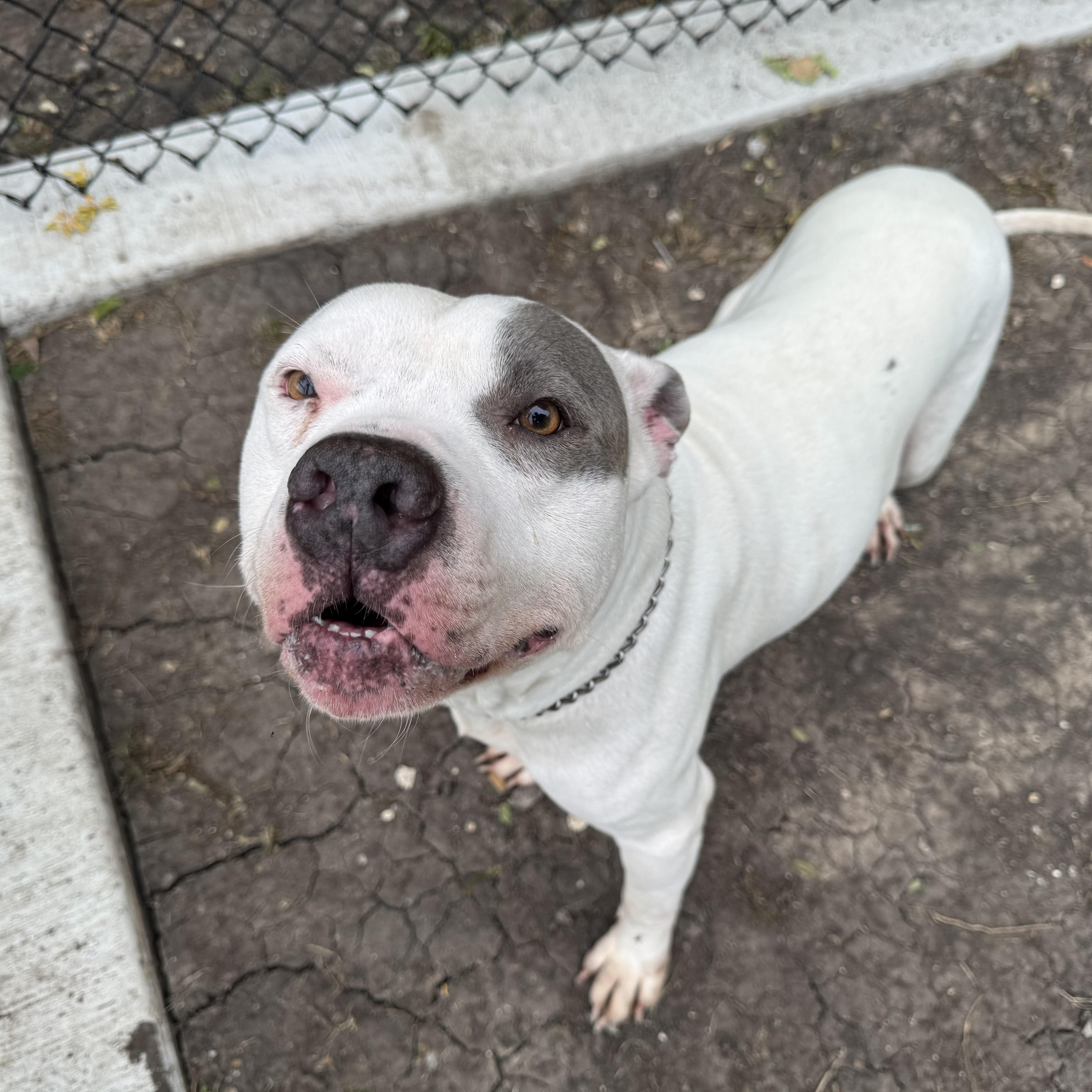 Enlarge Scooter (ID #A2026232), a ADOPTABLE mixed breed in Sherman, TX image 4/5