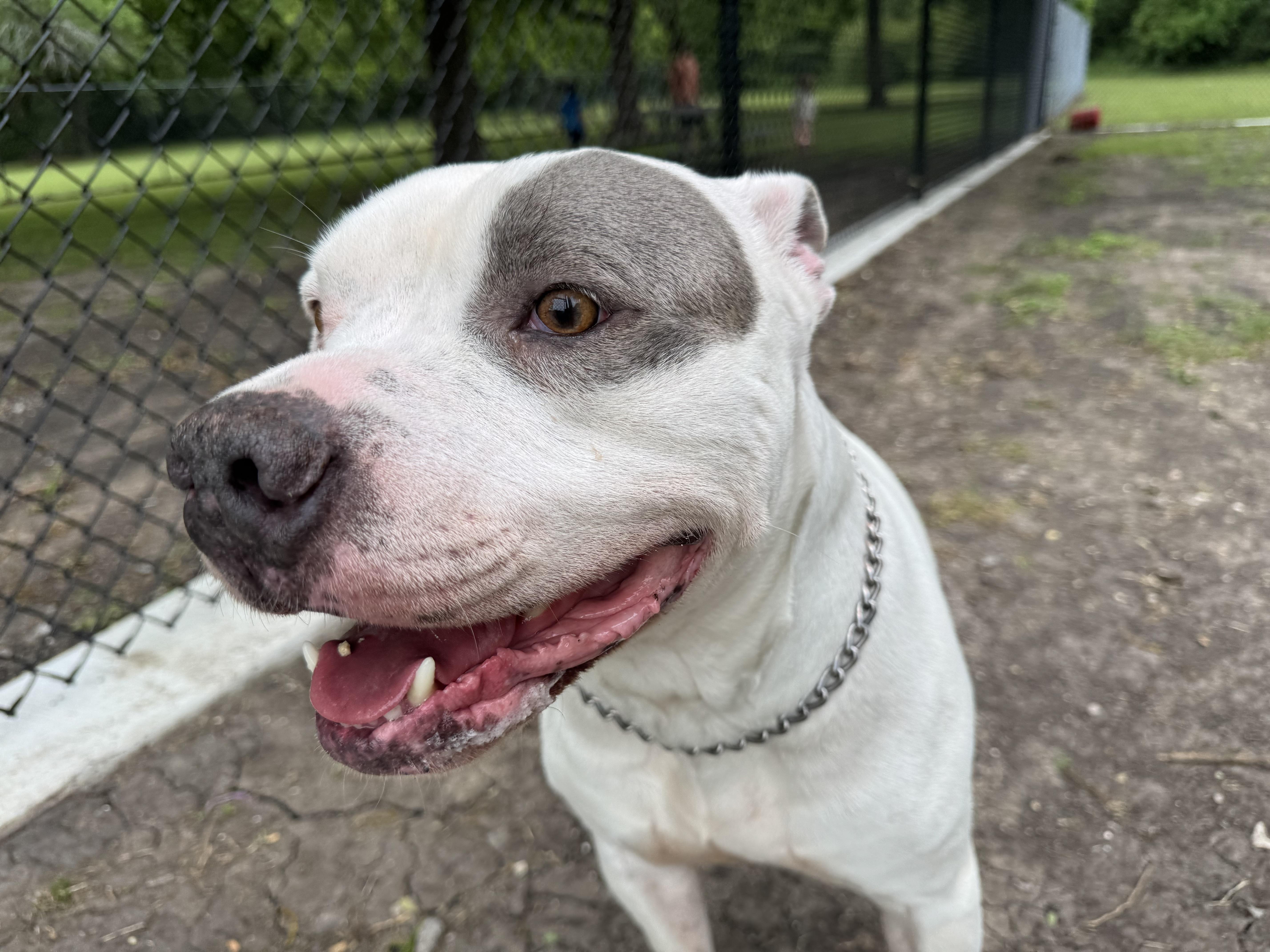 Scooter (ID #A2026232), ADOPTABLE, Adult Male Pit Bull Terrier.