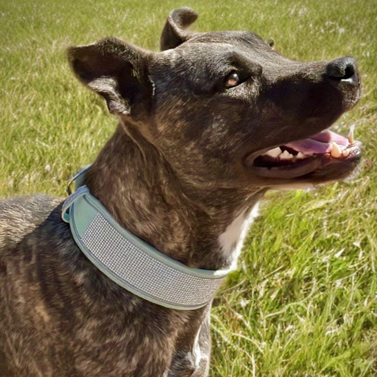 Wanda, Adoptable, Adult Female American Staffordshire Terrier.