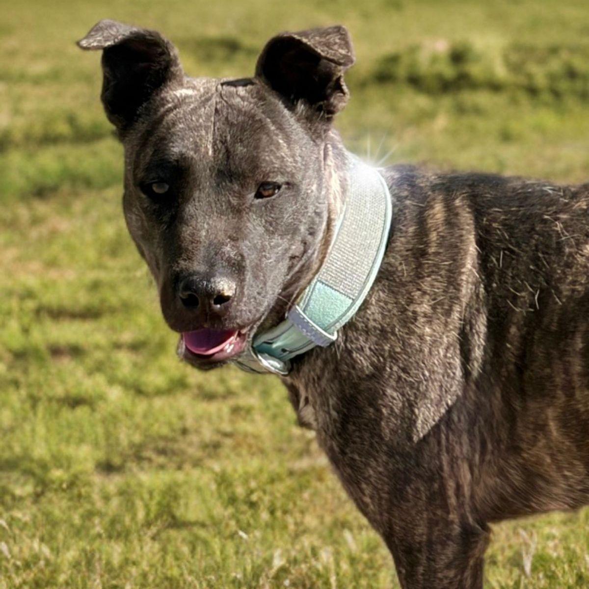 Enlarge Wanda, a Adoptable American Staffordshire Terrier in Kingman, AZ image 2/2