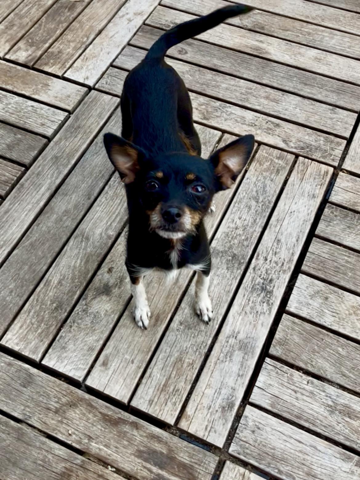 Enlarge PIPSQUEEK, a ADOPTABLE mixed breed in Yuba city, CA image 1/1