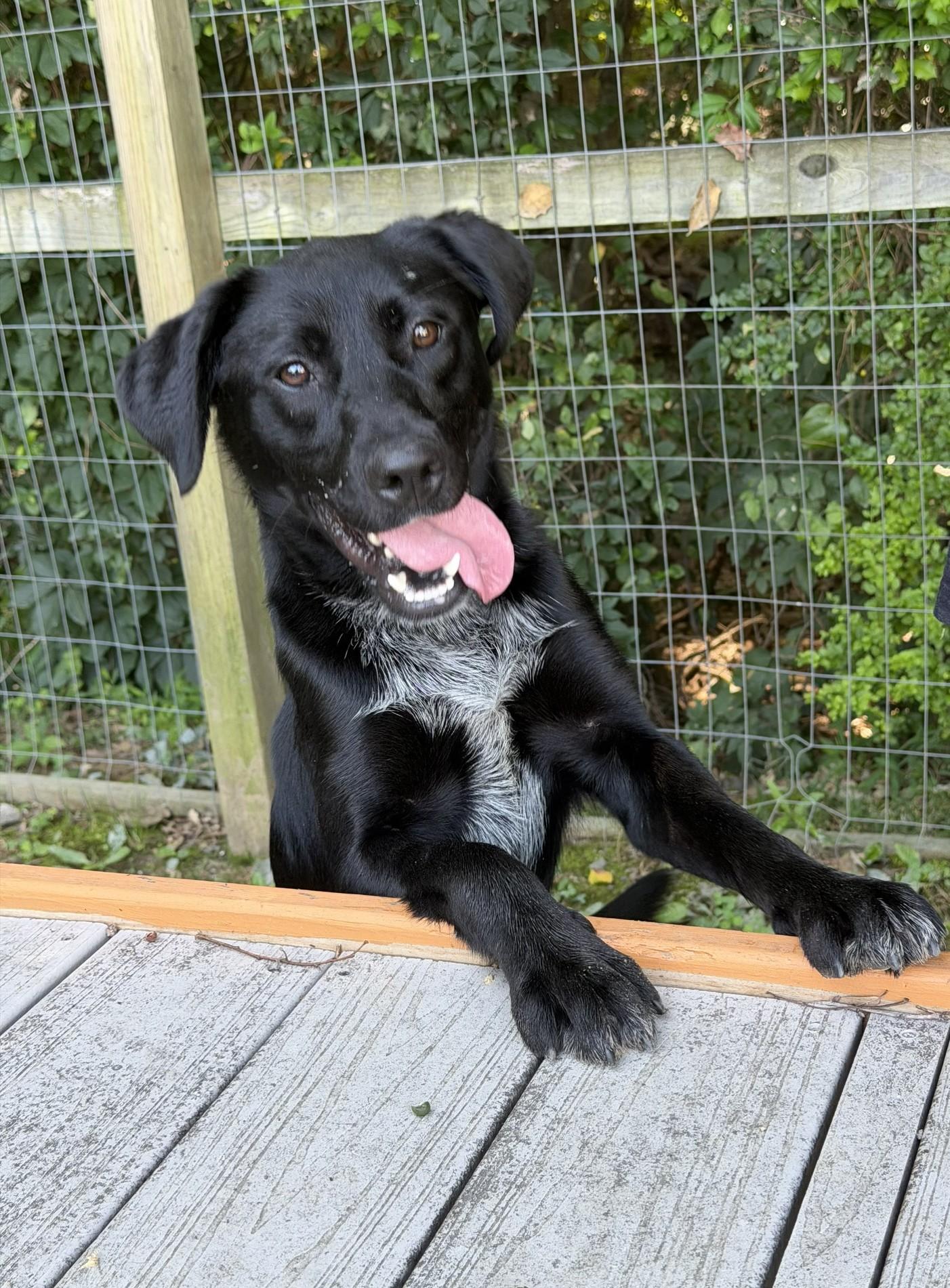 Enlarge Ginny, a ADOPTABLE mixed breed in Ashland, VA image 1/3