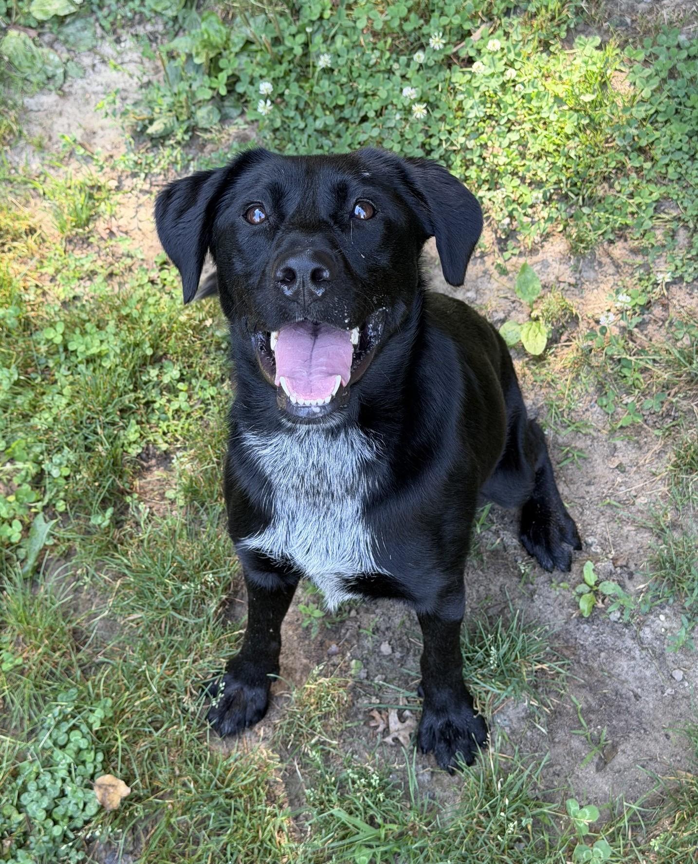 Enlarge Ginny, a ADOPTABLE mixed breed in Ashland, VA image 2/3