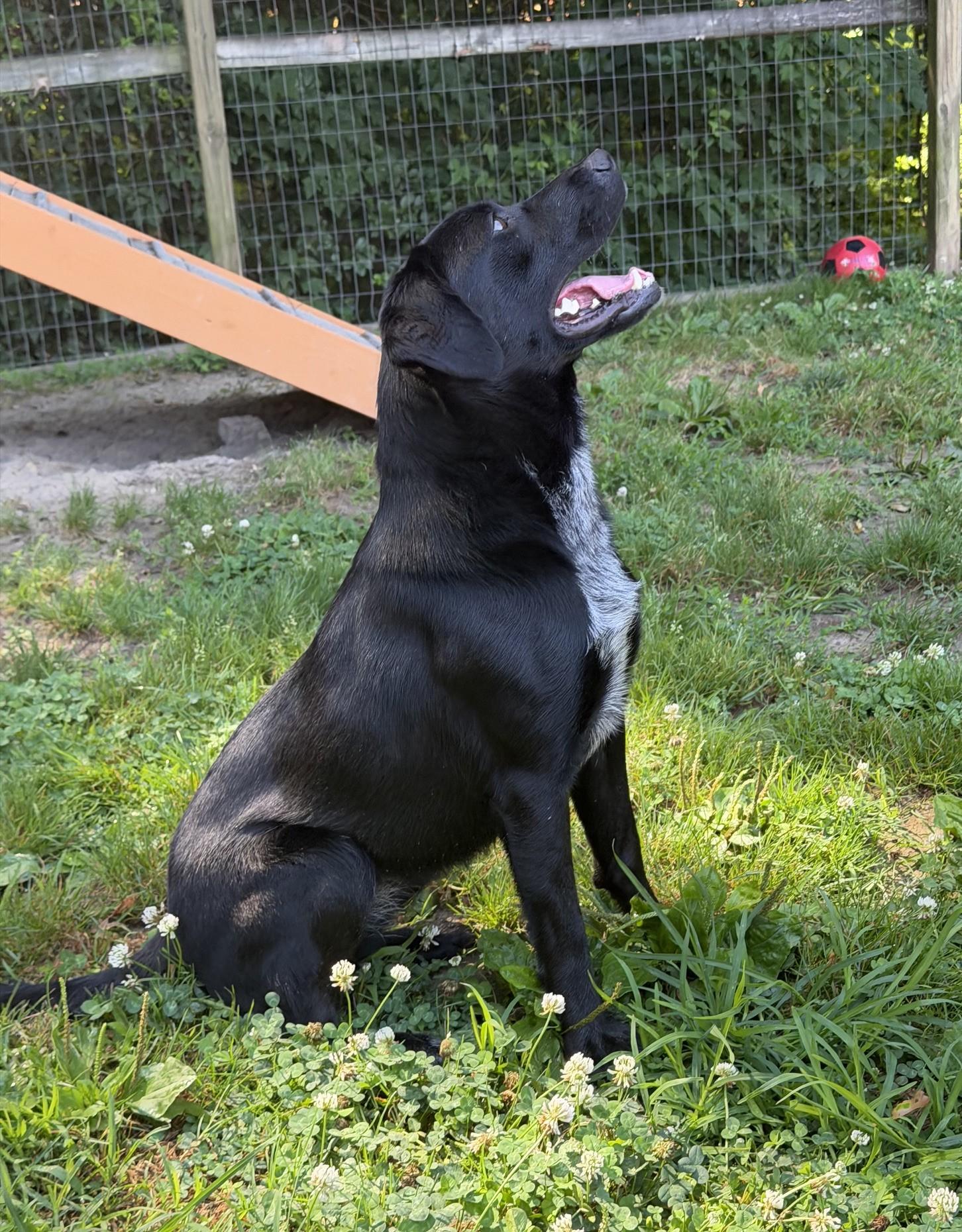 Enlarge Ginny, a ADOPTABLE mixed breed in Ashland, VA image 3/3