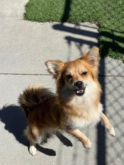 Sunnie, ADOPTABLE, Young Female Pomeranian & Chihuahua.