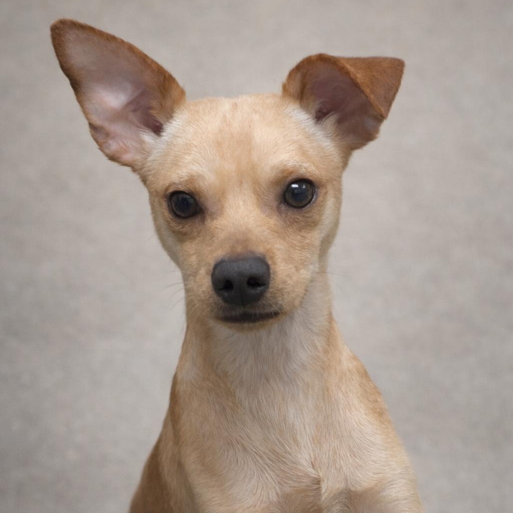 Enlarge DANNY, an adopted mixed breed in Cranston, RI image 1/1