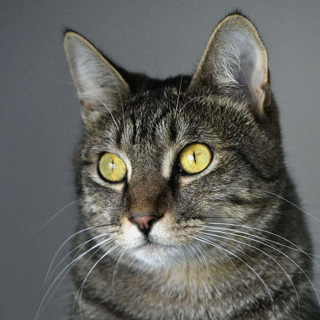 Enlarge Ally, a Adoptable Domestic Short Hair in Chilliwack, BC image 1/2