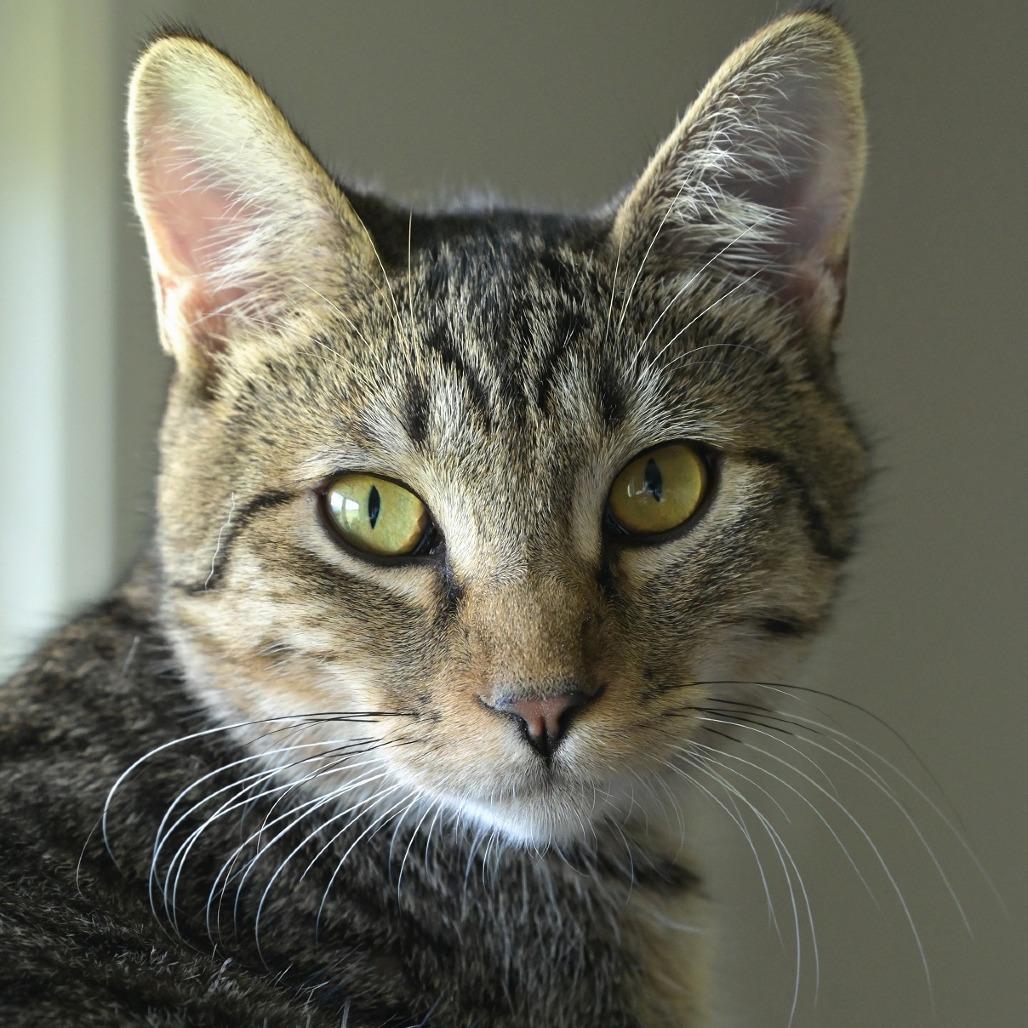 Enlarge Ally, a Adoptable Domestic Short Hair in Chilliwack, BC image 2/2