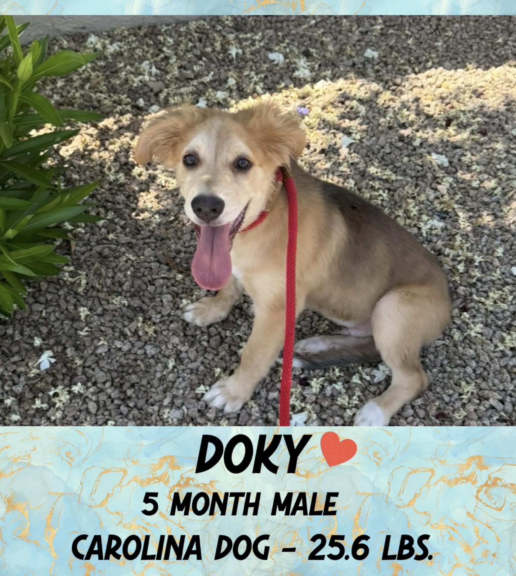 DOKY – 5 MONTH CAROLINA DOG MALE @ PETCO, 5011 E. RAY ROAD, PHX 85044 ON FRI & SAT, JULY 4th & 5th, Baby Male Carolina Dog