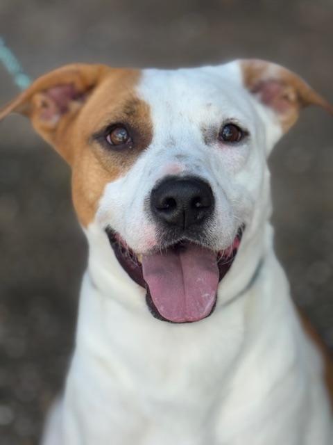 Carter, a Adoptable mixed breed in Clinton, CT image 4/6