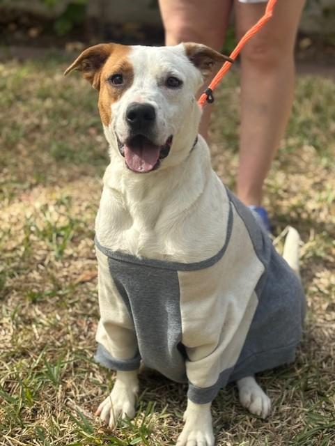 Carter, a Adoptable mixed breed in Clinton, CT image 6/6