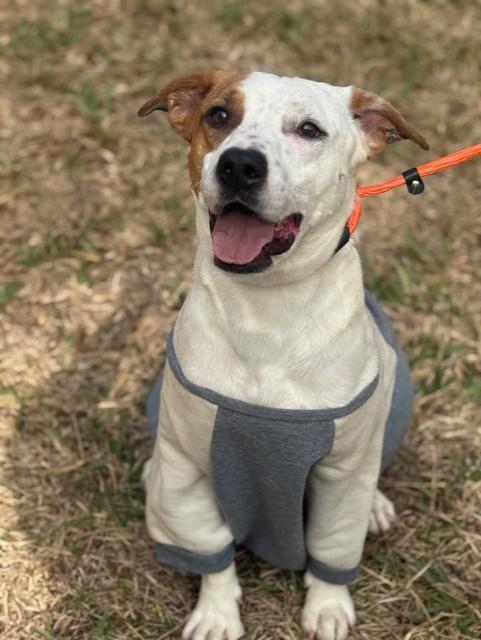 Carter, Adoptable, Adult Male Pit Bull Terrier.