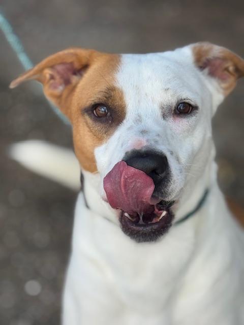 Carter, a Adoptable mixed breed in Clinton, CT image 5/6
