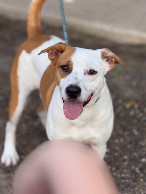 Carter, a Adoptable mixed breed in Clinton, CT image 2/6