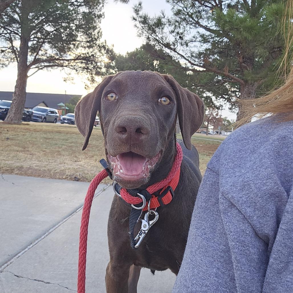 Enlarge Bobby, a Adoptable Doberman Pinscher in Odessa, TX image 2/3