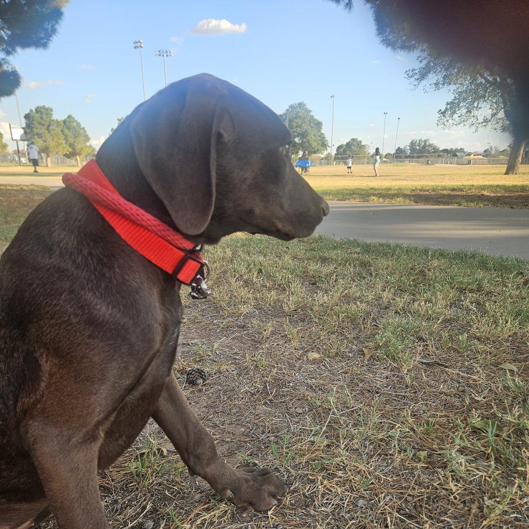 Enlarge Bobby, a Adoptable Doberman Pinscher in Odessa, TX image 3/3