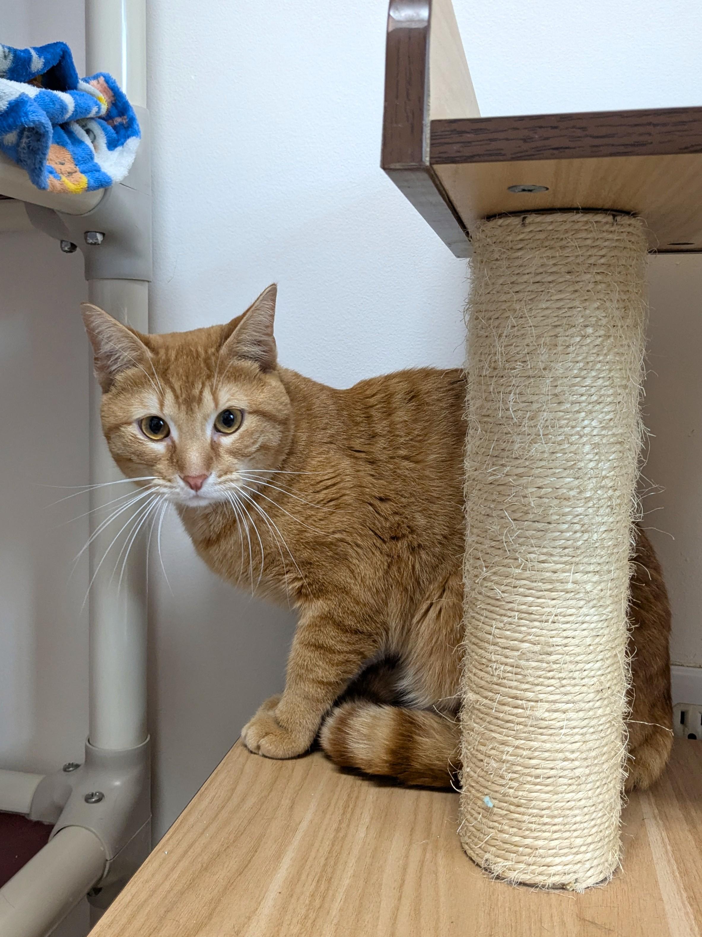 Enlarge Cheddar, a ADOPTABLE Domestic Short Hair in Fairhope, AL image 3/3