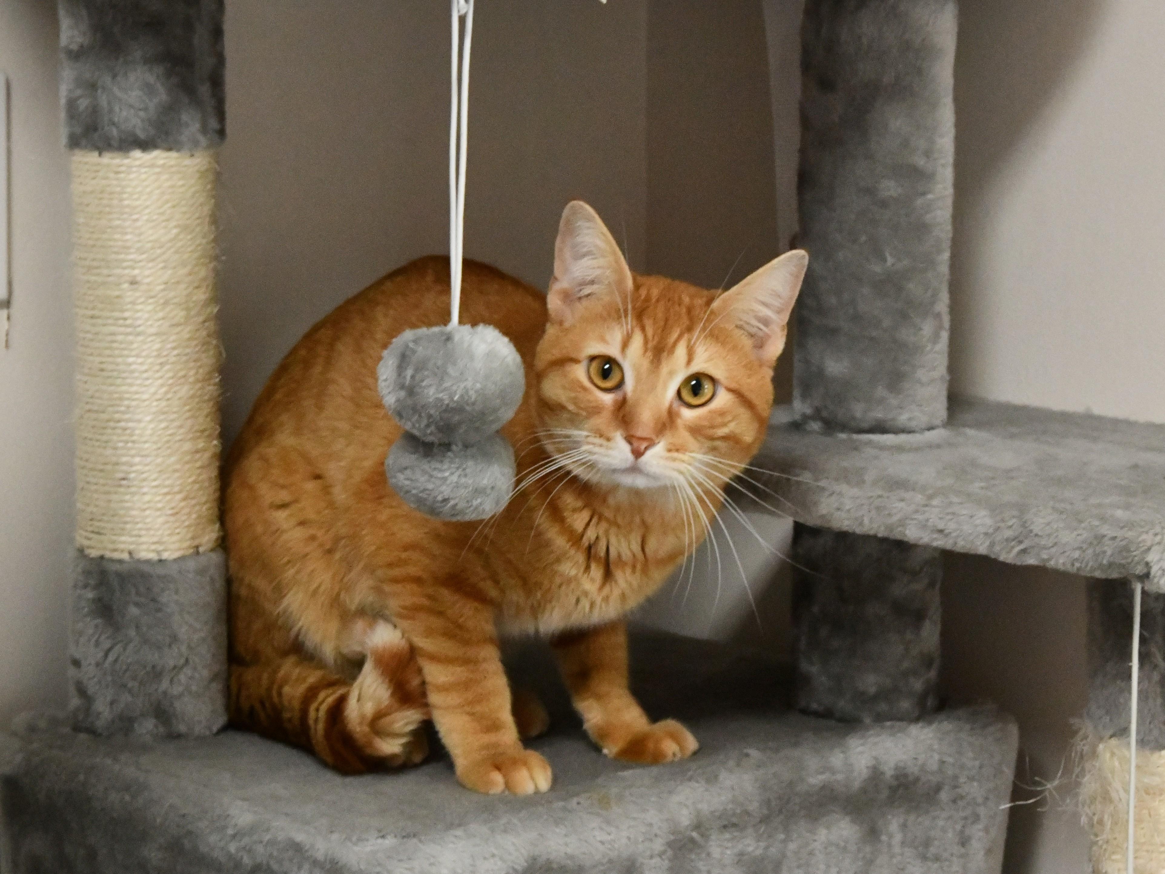 Enlarge Cheddar, a ADOPTABLE Domestic Short Hair in Fairhope, AL image 1/3